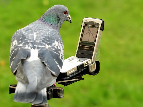 The Homing Pigeon Has SatNav