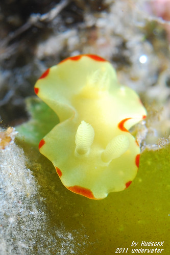 金黃滾紅邊超mini海蛞蝓