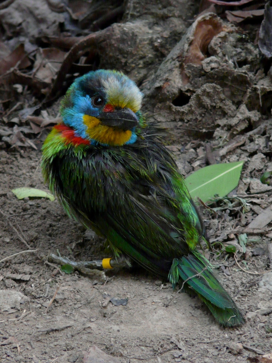 Wet Muller's Barbet (Megalaima nuchalis) - 五色鳥