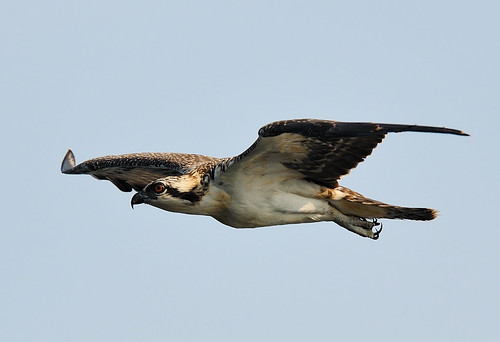 Osprey Juvenile in FLight