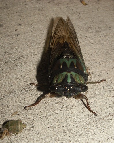 Coastal Lyric Cicada, front view
