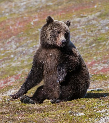 Brown Bear, Sittin' Up on the Tundra