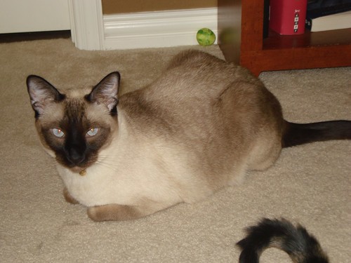 She is a female Breed Unknown/Tonkinese cat.