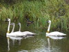 Tundra Swans, Cygnets & Wood Duck