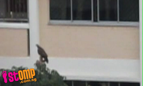  Eagle-like bird spotted at Serangoon North Ave 2