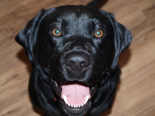 Alfie - black Labrador Retriever
