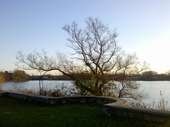 Tree at Spy Pond