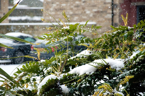First Snow of Christmas, 2009
