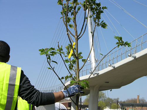 2011 Arbor Day Greenway tree bridge