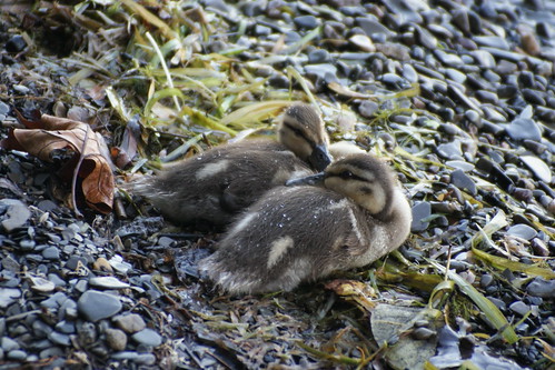 TWO Baby Ducks