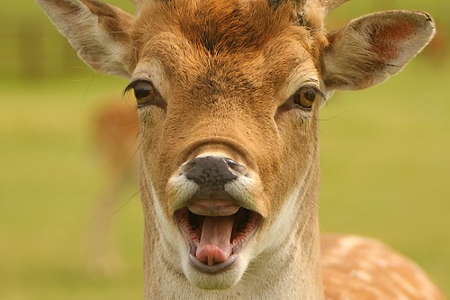 Funny Deer