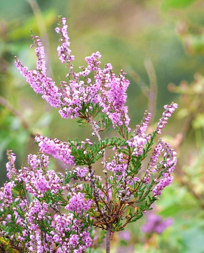 Flowering heather