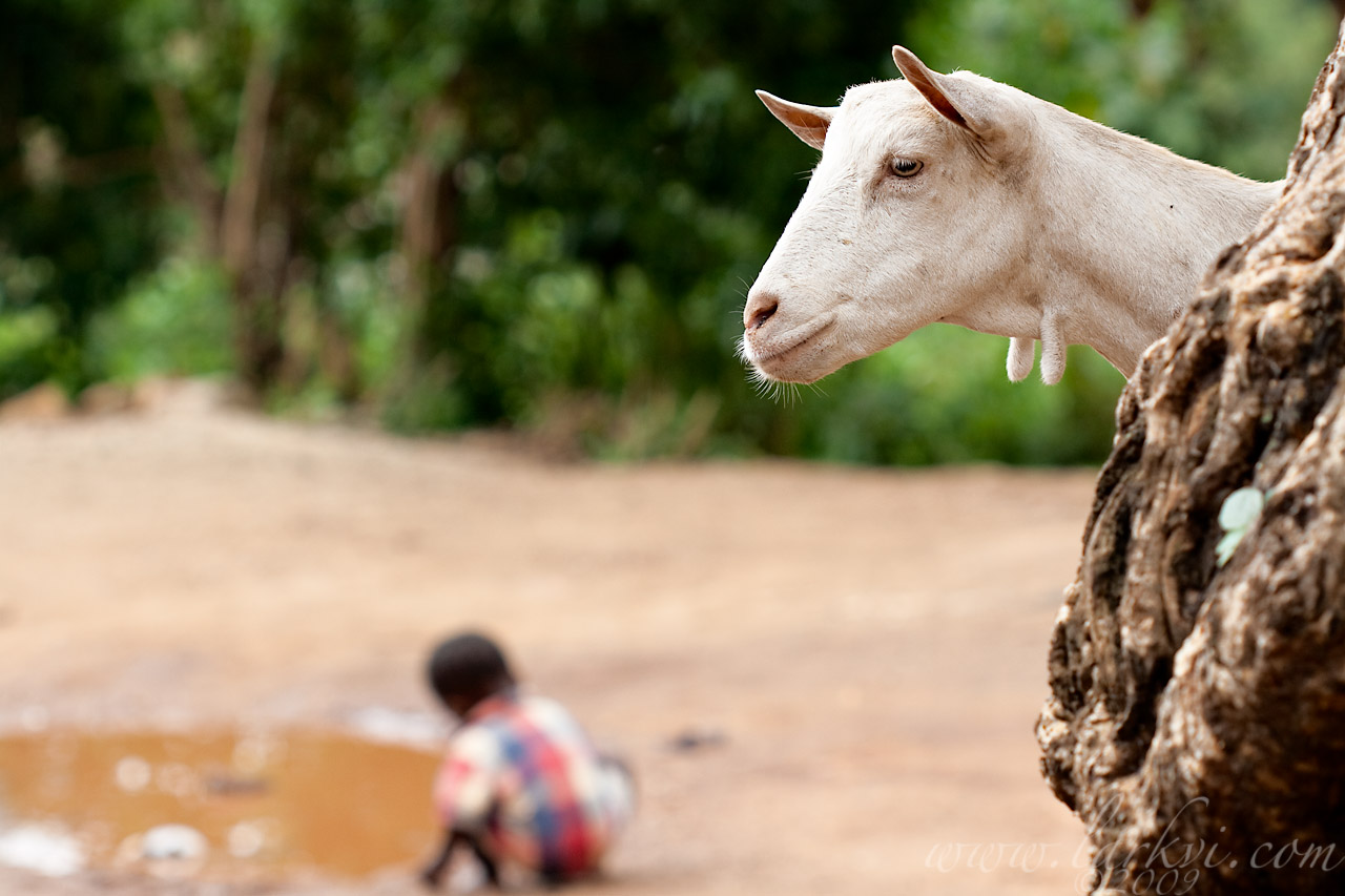 Goat #2, Harar, Ethiopia, 2009
