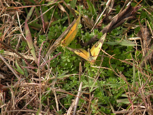 Yellow sulphur butterflies on November 12, 2009, in Fayetteville, Arkansas still need sustenance, so don't cut down stems of any flower with any hint of remaining color  DSCN7495yellow sulphur bflies EXC