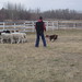 Sheep Herding with Clever Canines