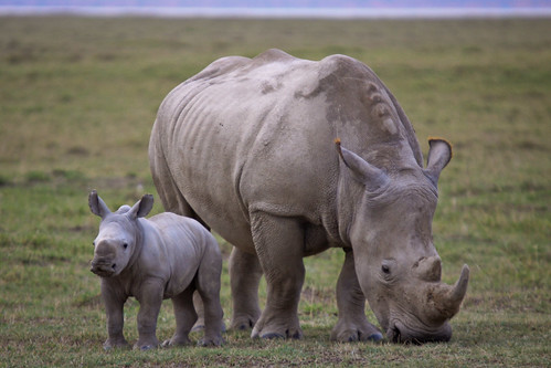 Rhino Mother and Daughter