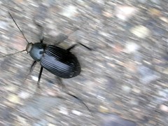 Scampering beetle [#48427]