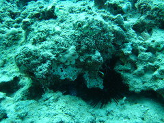 Scuba Diving in Hawaii