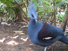 Funky Blue Bird, Singapore Zoo