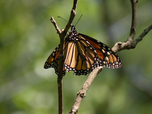 Monarch butterfly DSCN0177