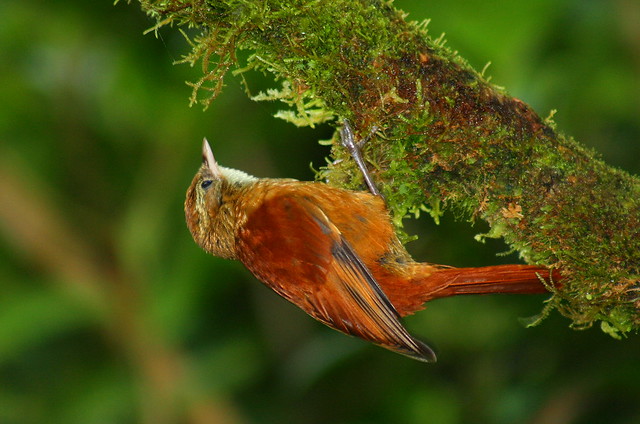 Ruddy Treerunner (Margarornis rubiginosus)