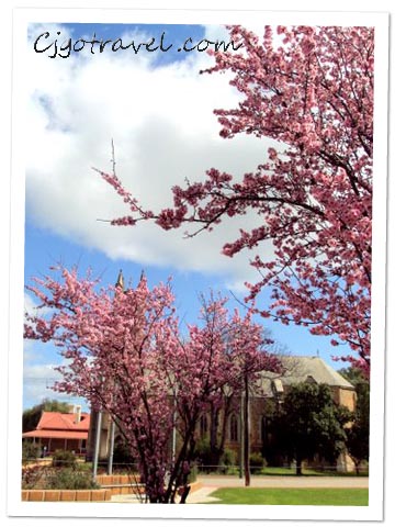 Cherry Blossom at York Town, Australia