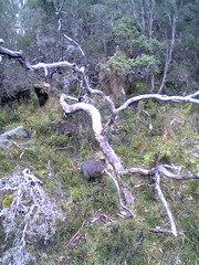 Small marsupial at Cradle Mountain