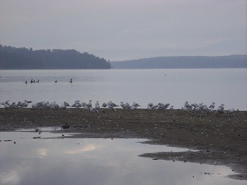gulls & geese on the sandbar