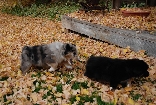 2009-10-24PuppiesHome109
