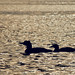 Loons on Pickerel Lake
