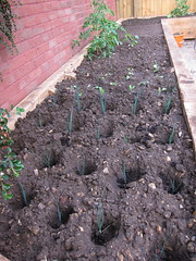Leeks in the new raised bed