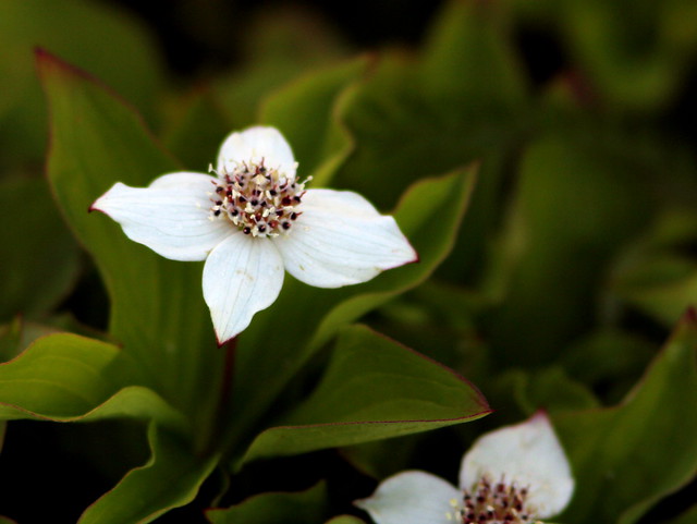 Small white 4-petal flower 20110618