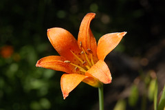 20090709 Alpine Lily