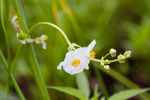 Sagittaria Flower