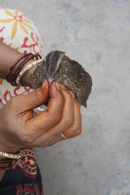 City Moment – A Bird on Death Row, Farash Khana