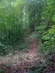  6 - Trail
