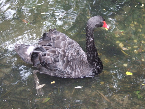 Black swan by The Grand Duchess of Making Crap Up and Lolcats