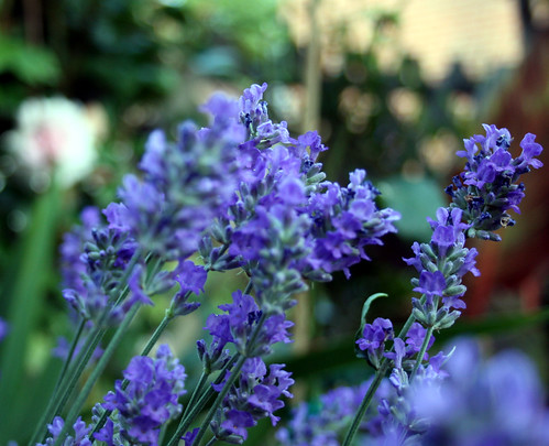 Lavender flowers 2