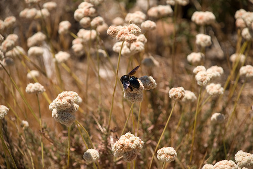 Bee on Buckwheat