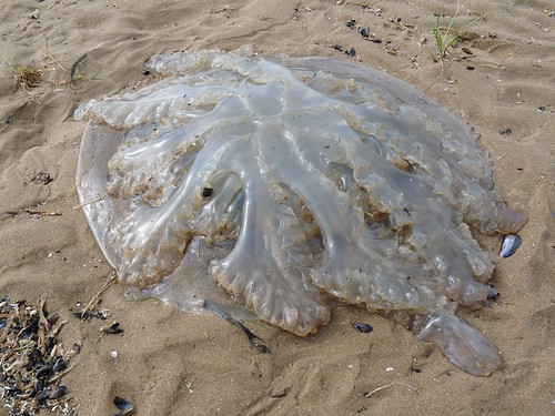 11302 - Barrel Jellyfish at Whiteford Sands