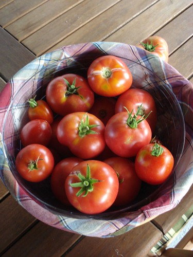 Tomatoes, 8/23/09