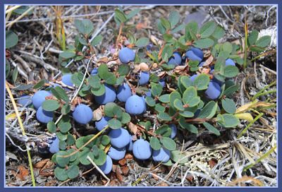 Wild Blueberries by Clare Kines, blogger