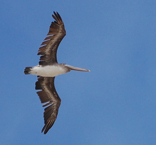single-pelican-soaring.jpg