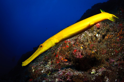 trumpet fish. Coco - Yellow trumpet fish