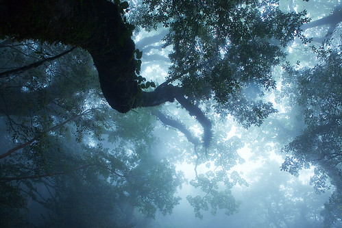 フリー画像| 自然風景| 樹木の風景| 霧/靄| 森林/山林| 屋久島| 日本風景| 世界遺産/ユネスコ|    フリー素材| 