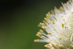 A close look at a Welsh onion flower