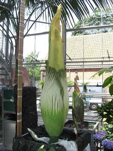 amorphophallus titanum. Amorphophallus titanum. It grows, and it grows, and it becomes weirder,