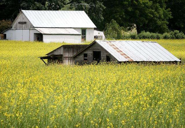 Melqua Barn in Yellow