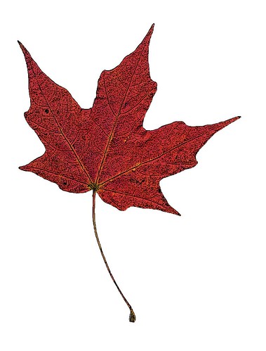 maple leaf in color