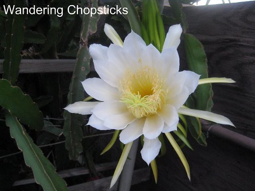 1.3 Dragon Fruit Literally Blooms in Hours 7